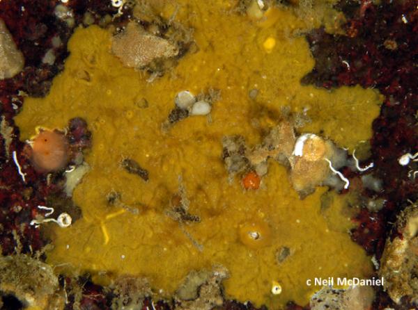 Photo of Antho lithophoenix by <a href="http://www.seastarsofthepacificnorthwest.info/">Neil McDaniel</a>